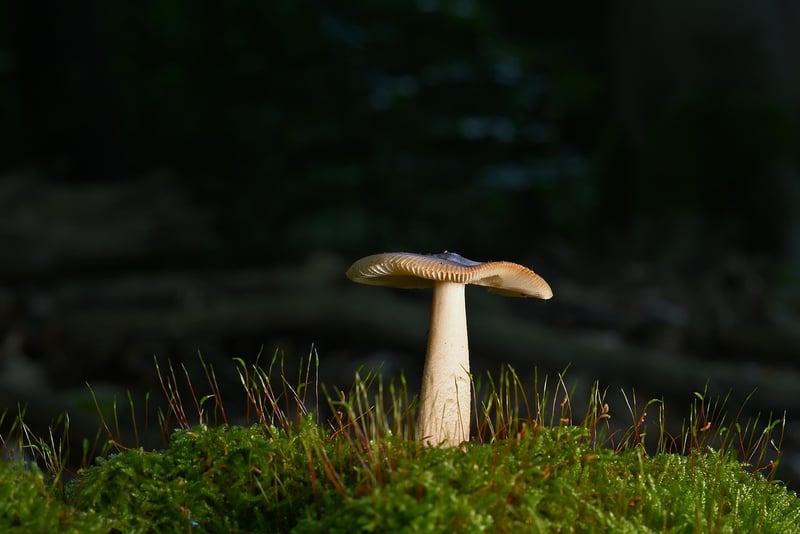 Enchanted Forest Retreat